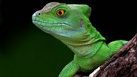 Bostik : il y a avait bien un lézard !
