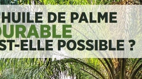 [Vidéo] L'huile de palme peut-elle être durable ?