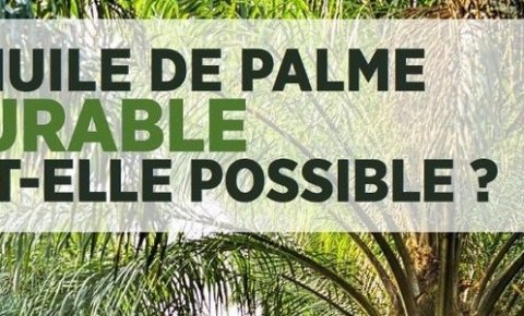 [Vidéo] L'huile de palme peut-elle être durable ?