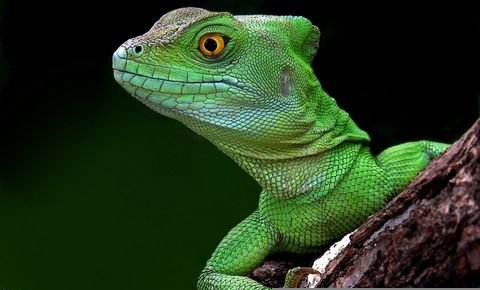 Bostik : il y a avait bien un lézard !